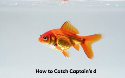 How to Catch Captain’s Goldfish in Fisch